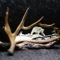grizzly fishing